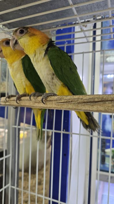 Marianinhas muito meigas