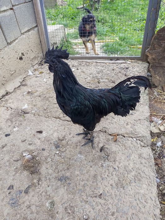 Півні та кури.  ..