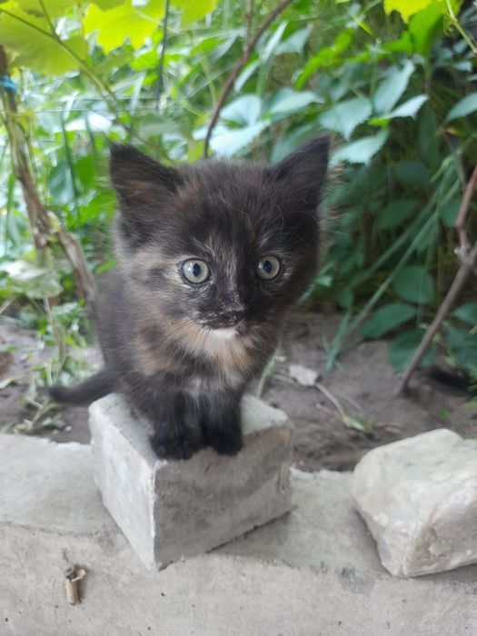 Кошенята шукають сім'ю