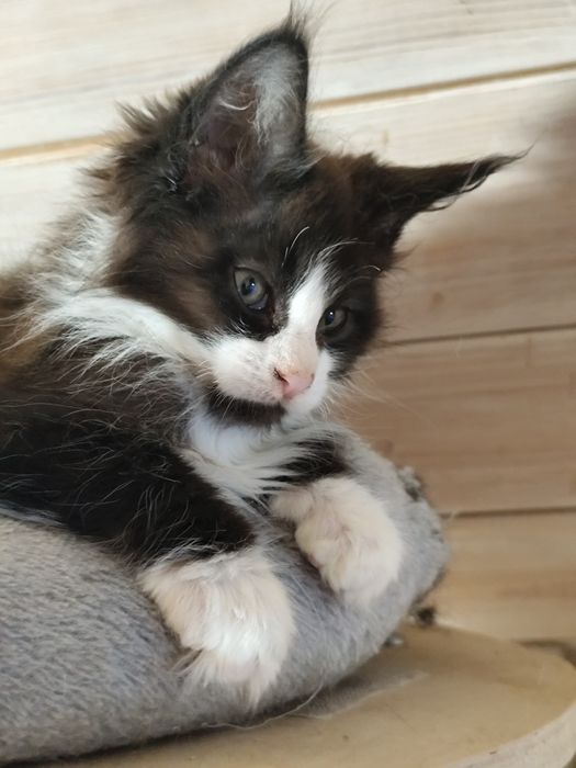 Kocurek JANTAR  cudowny chłopczyk Maine Coon