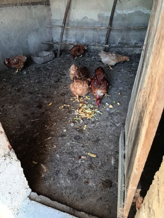 5 Galinhas Caseiras (inclui Pescoço Pelado) e 1 Galo Adulto