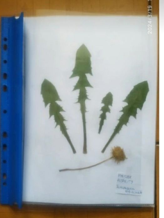 Zielnik szkolny 25 gatunków