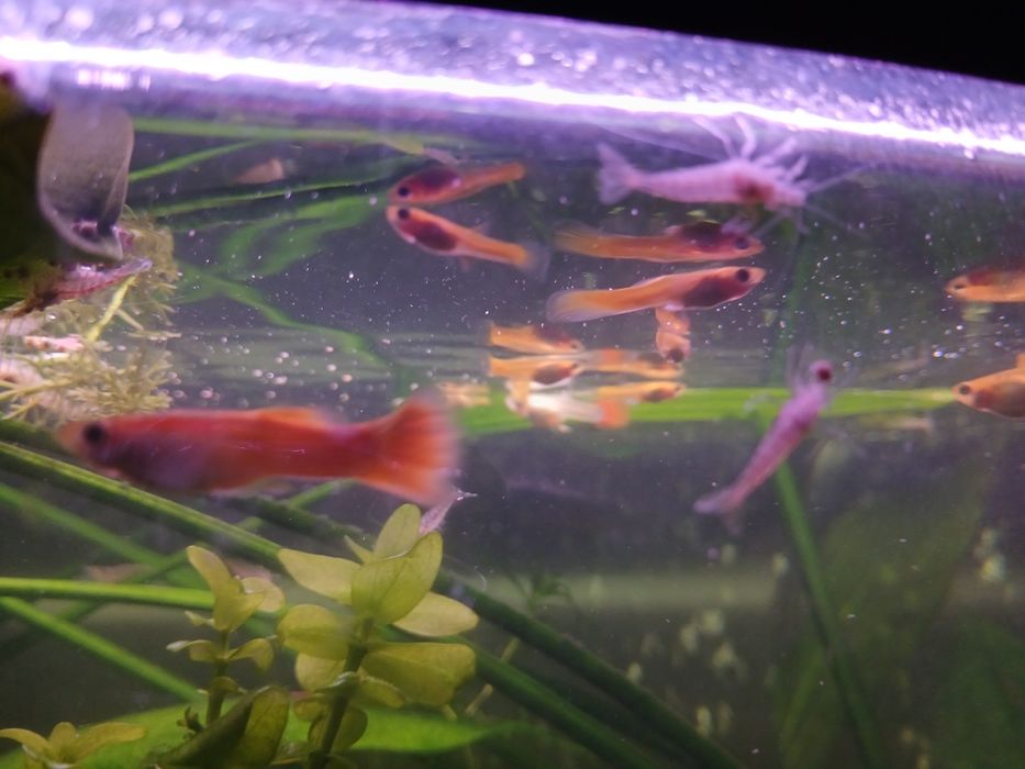 Gubiki rasowe (rybki)