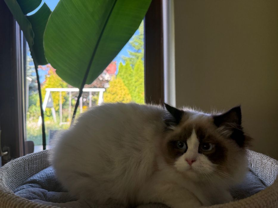 Kocięta Ragdoll z rodowodem FIFe (znane linie, przebadani rodzice)