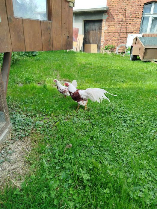 Jaja lęgowe Leghorn / yokohama / balnevelder/ wyandotte / silka  / kochin