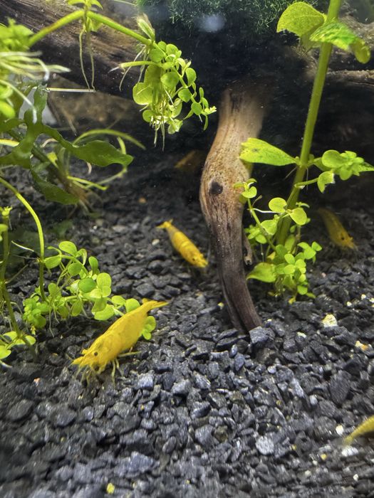 Krewetki Neocaridina  davidi var. Yellow