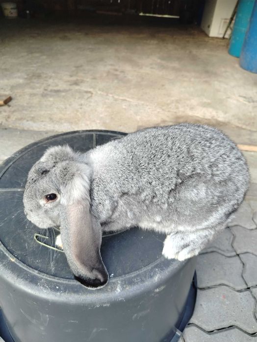 Kroliki kalifornijskie, wjs i barany francuskie.