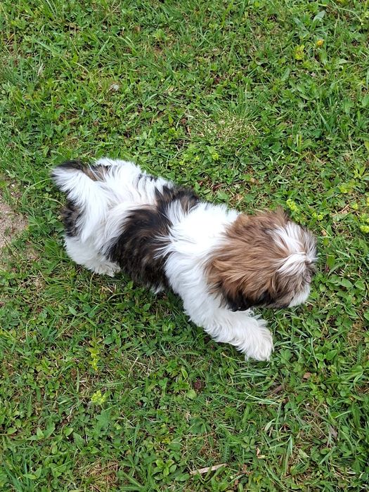 Shih-tzu suczka szczeniak