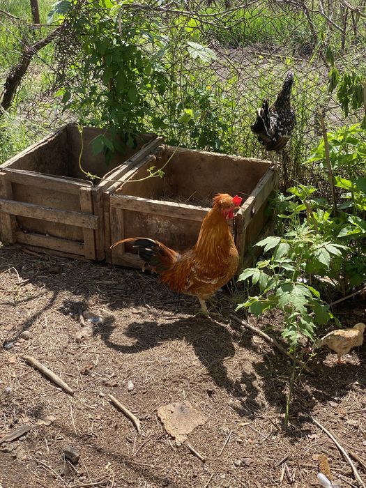 Півні Петух курей Бентамки