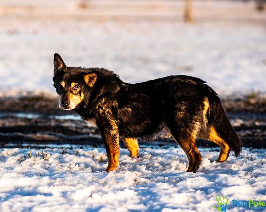 Nieduży, milusi psiak DUNAJ szuka kochanego domku!