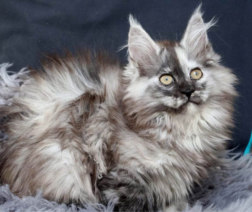 Main Coon -kotka do hodowli FPL-Dunka