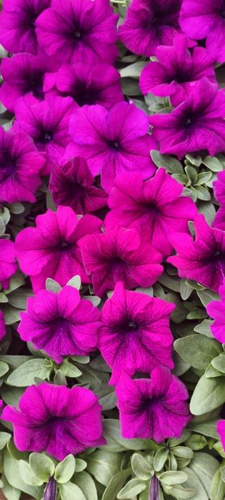 Петунія квіти,розсада