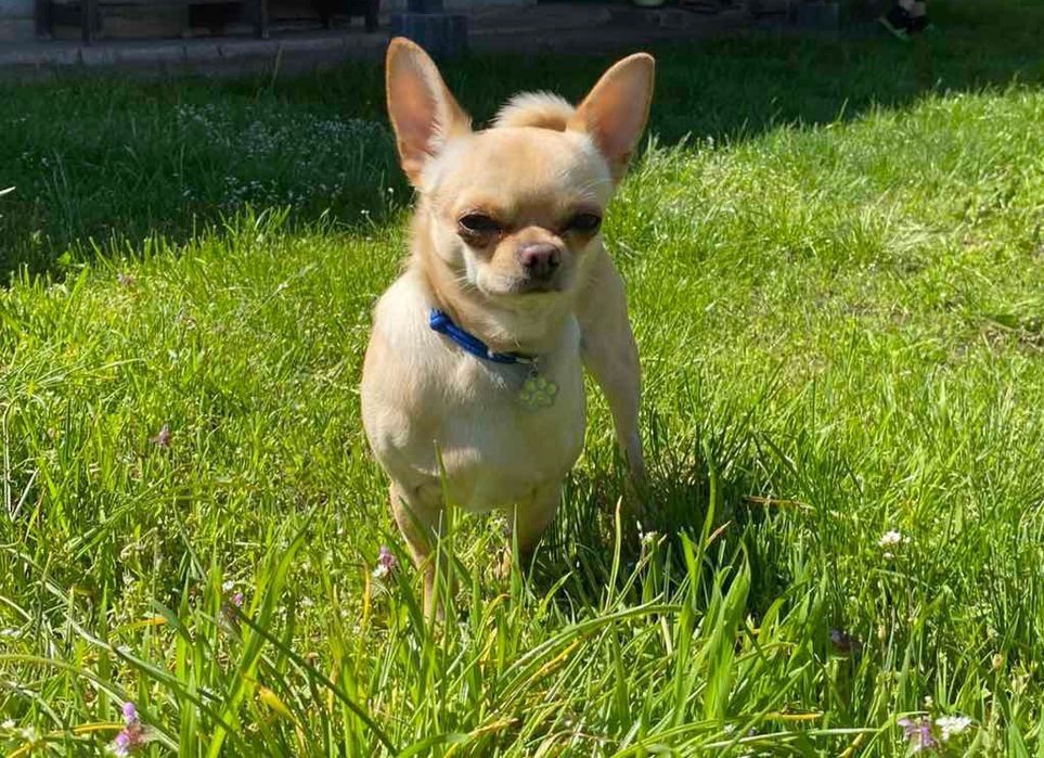 Ищем девочку для вязки