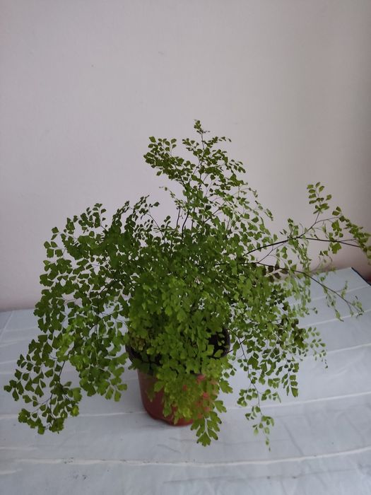 Вазони венерене волосся, золотий вус