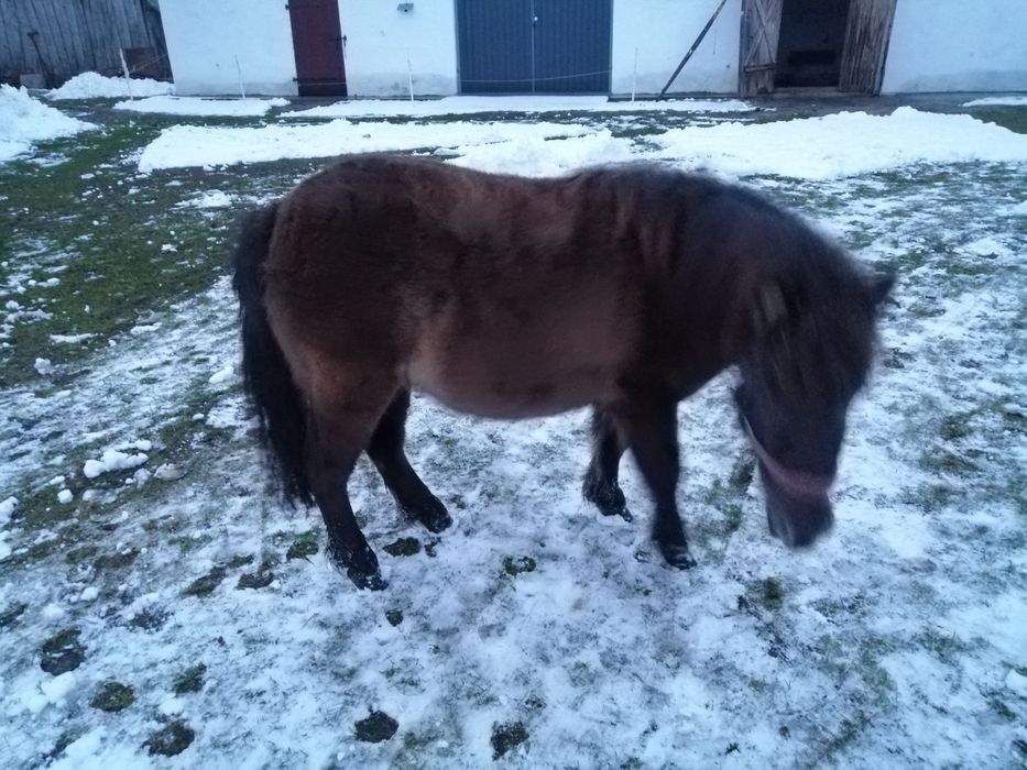 Sprzedam klacz z rodowodem