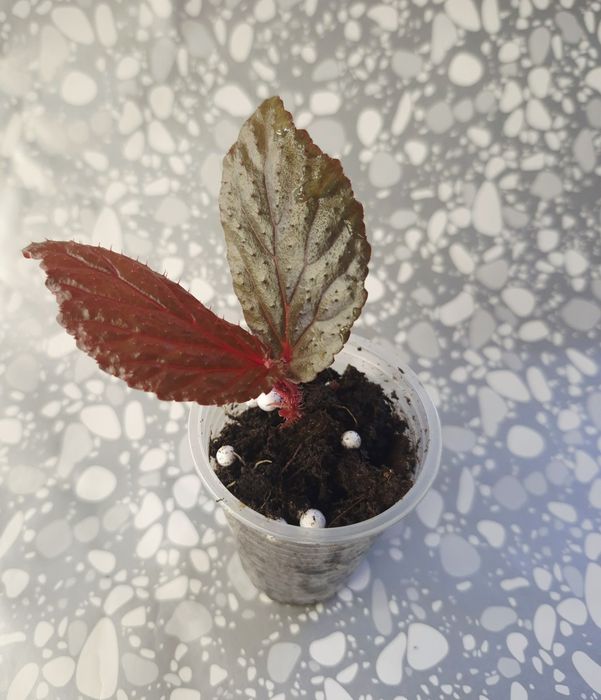 Рідкісні бегонії