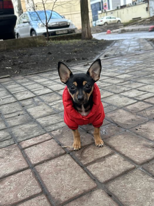 Щенок девочка Той терьер 2 месяца