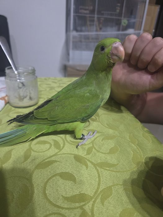 Ring neck fêmea*