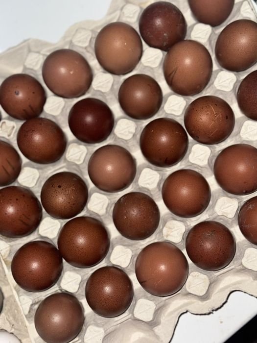 Яйце інкубаційне