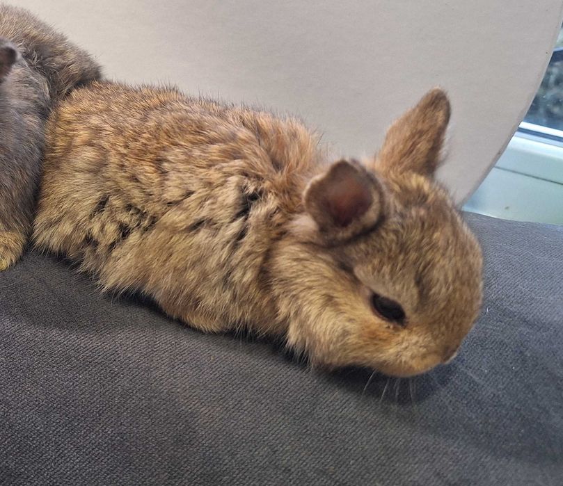 Крольчата карликовые. 1 месяц