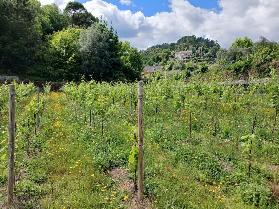 Vendo terreno com ruina para construir.