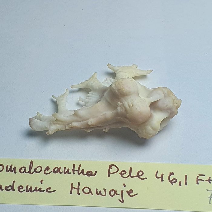Homalocantha Pele endemik