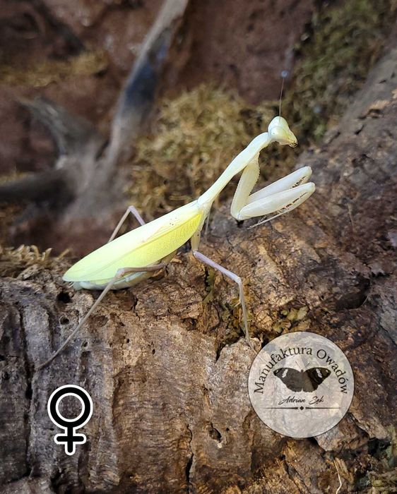 Modliszka Hierodula membranacea L3/4