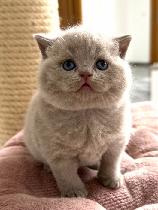 Gatinho British Shorthair