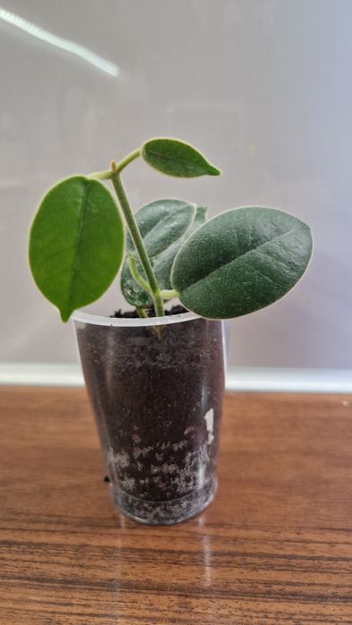 Hoya Monette sadzonka szczytowa