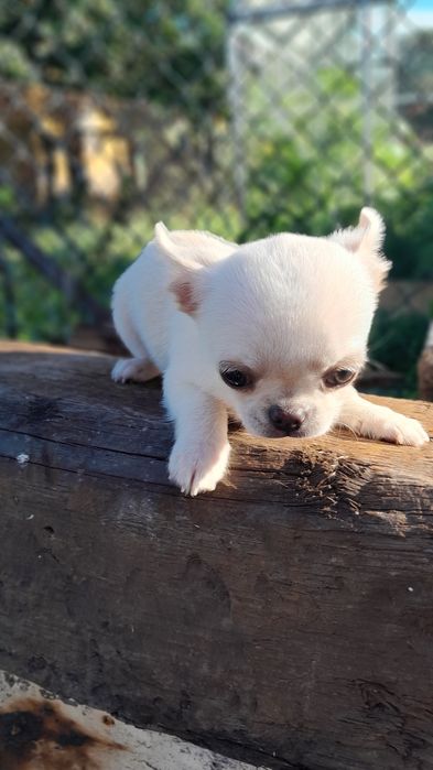 Chłopcy Chihuahua