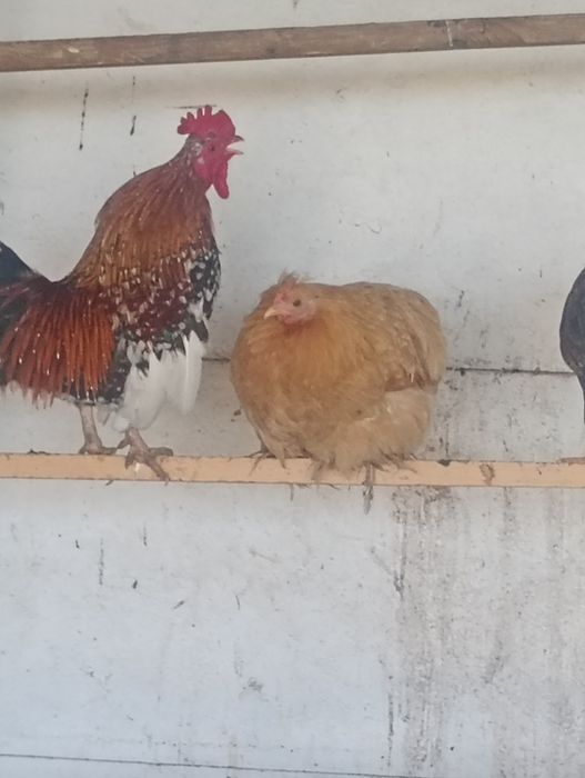 Drób ozdobnykochiny i inne