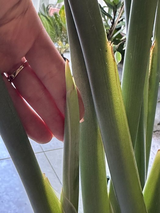 Стреліція Регіна Королівська h 180