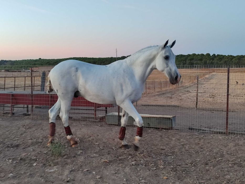 Vendo cavalo Luso-árabe