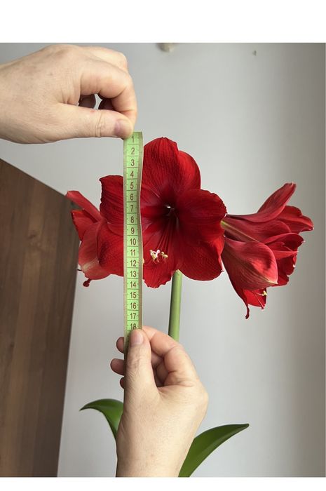 Продам вазон гіппеаструм(лілія)