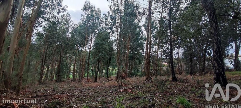 Terreno Agrícola em Bela