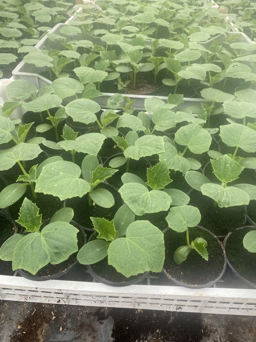 Rozsada por seler pomidor ogórek papryką