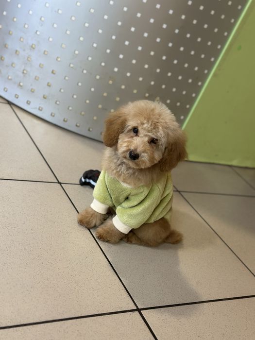 Милаш той пудель