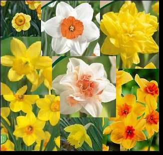 20x bolbos de Narcisos c/ Portes inc.