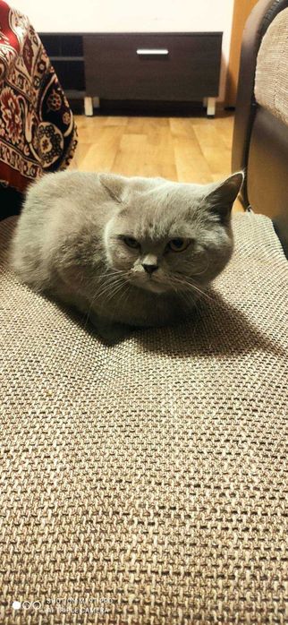 Кішка британка 5 років