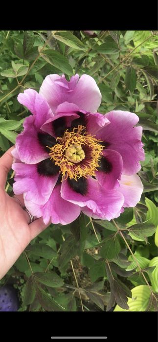 Піон деревовидний рожевий