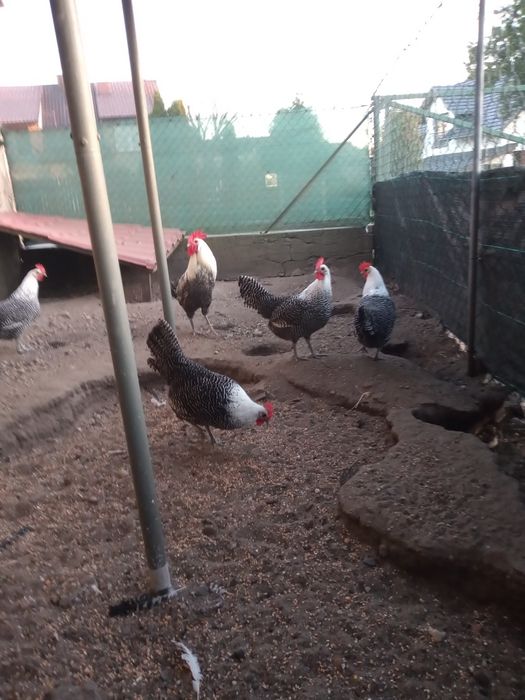 Jaja lęgowe kur ozdobnych Ayam cemani  Appenzeller, Brakla srebrna