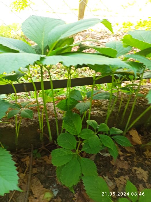 Дівочий / дикий виноград п'ятилистковий