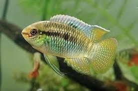 Akara Cętkowana -Sklep Zoologiczny