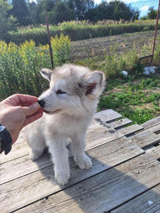 Alaskan Malamute FCI / ZKwP