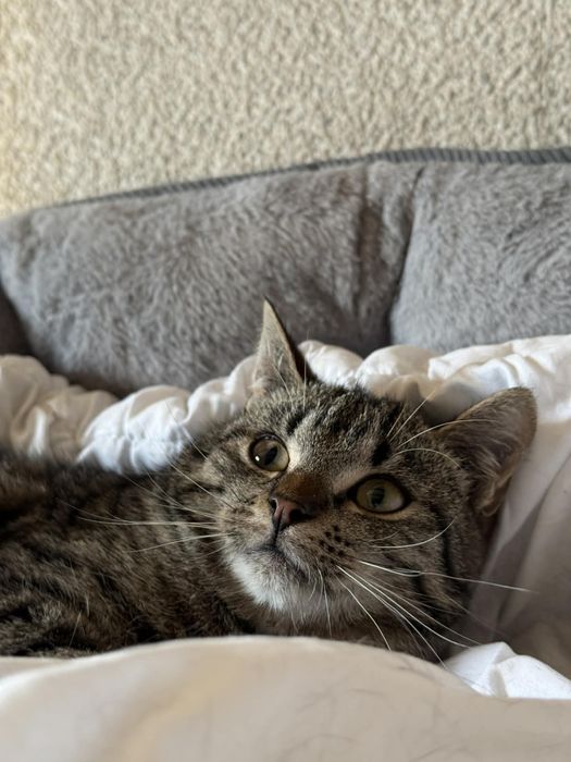 Cudowny Joko szuka domu