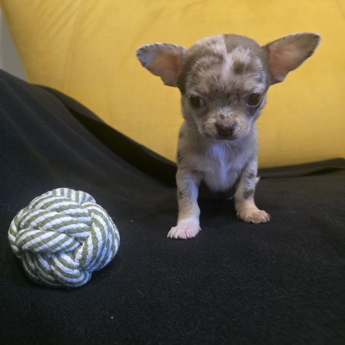Chihuahua samiec choco merle