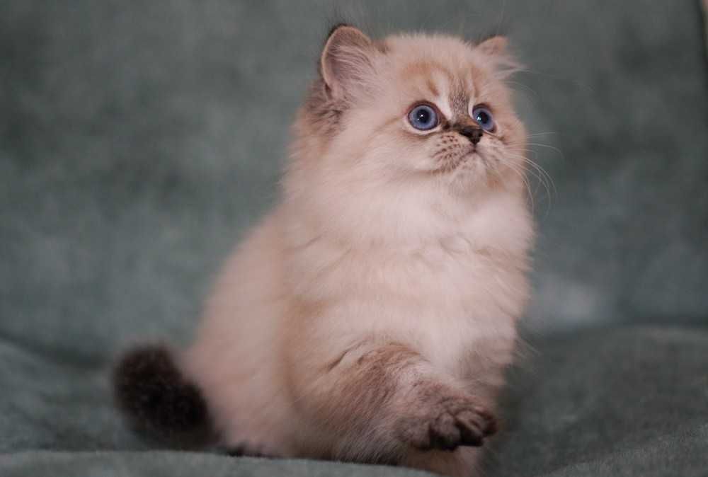 Шикарна ШОУ дівчинка Зумба з документами