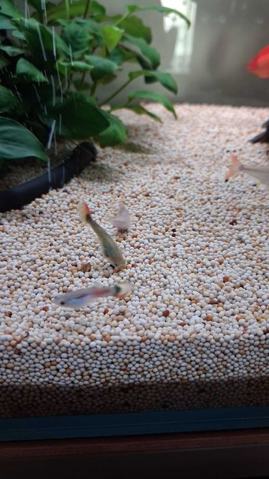 Guppy's Juvenis (Aquário Particular)