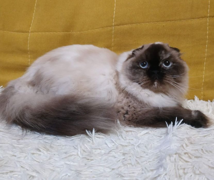 Шотландская кошечка!