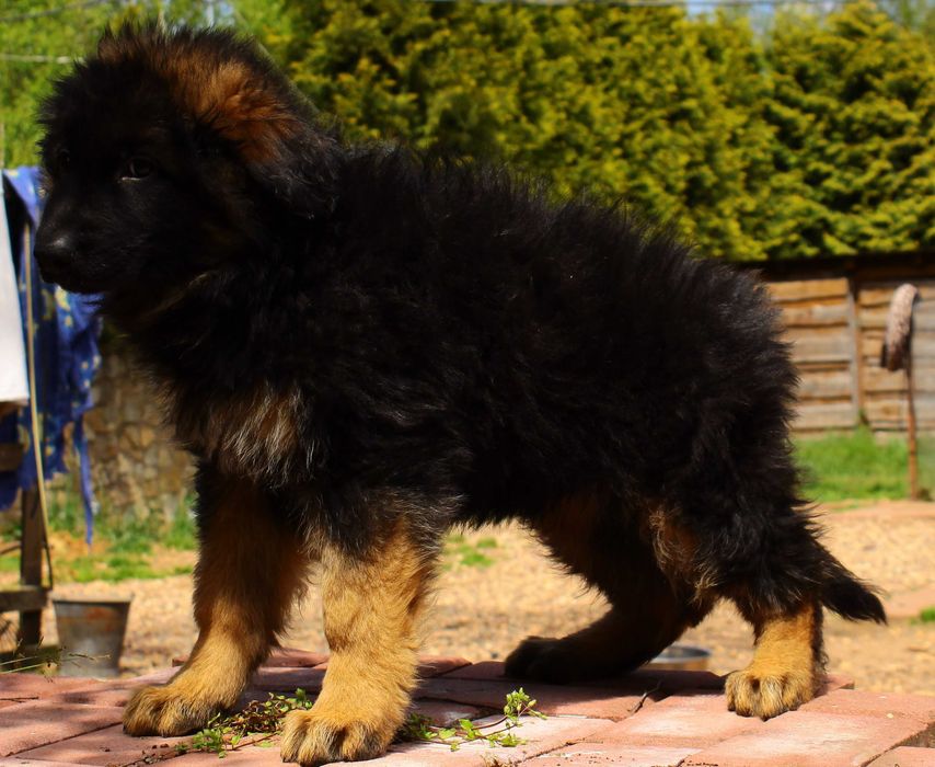 Owczarki niemieckie długowłose potężne linia Zw Świata FCI